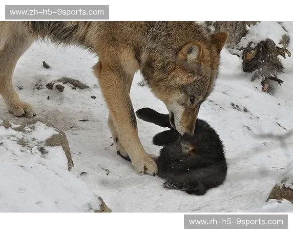草原孤狼的怒吼与世界之王的铁拳:包舍日古冷PK马库斯,格斗界的终极暴力美学